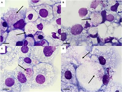 Spiroplasma Isolated From Third-Generation Laboratory Colony Ixodes persulcatus Ticks